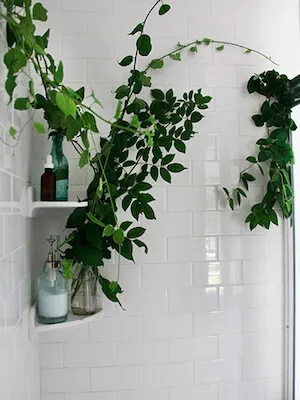 plantas trepadoras en un baño