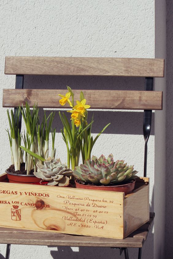 narcisos y suculentas en cajas de vino