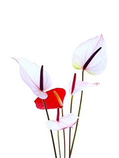 detalle de flores de anturium de color blanco y rojo