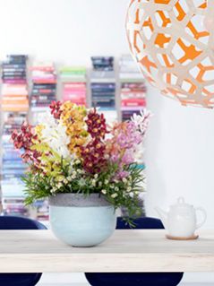 plantas de orquideas cymbidium de varios colores