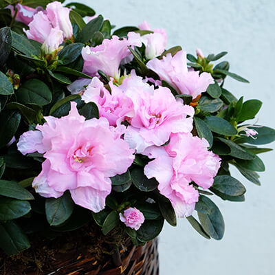detalle de una planta de azalea rosa