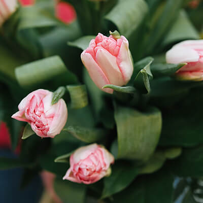 tulipanes rosa pastel detalle