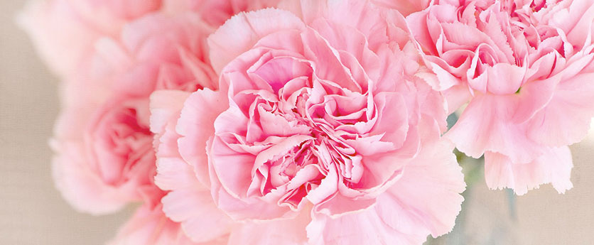 varios claveles con petalos rosas