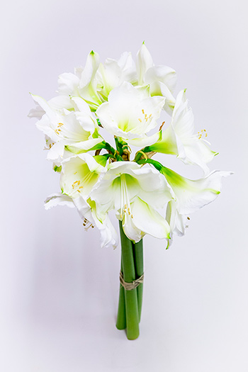 ramo de flores de amaryllis blanco encima de una mesa