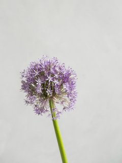 alium pequeño