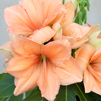 detalle de una flor de hipeastrum con petalos color salmon