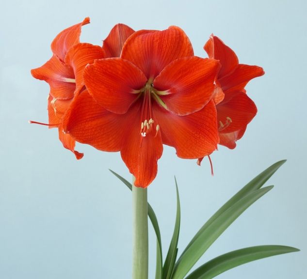 amaryllis rojo