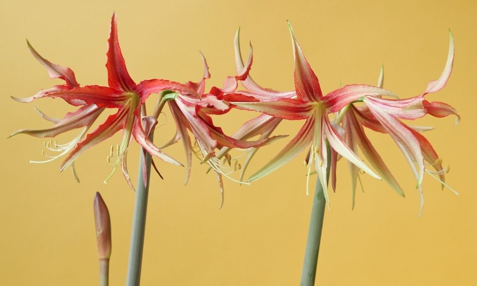 amaryllis spider