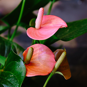 detalle de una flor de anturium en un lugar cerrado