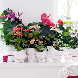 plantas de anturium de diferentes colores y en macetas de ceramica