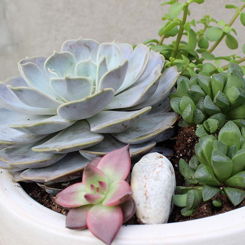 un arreglo de varias suculentas con una maceta de ceramico blanco