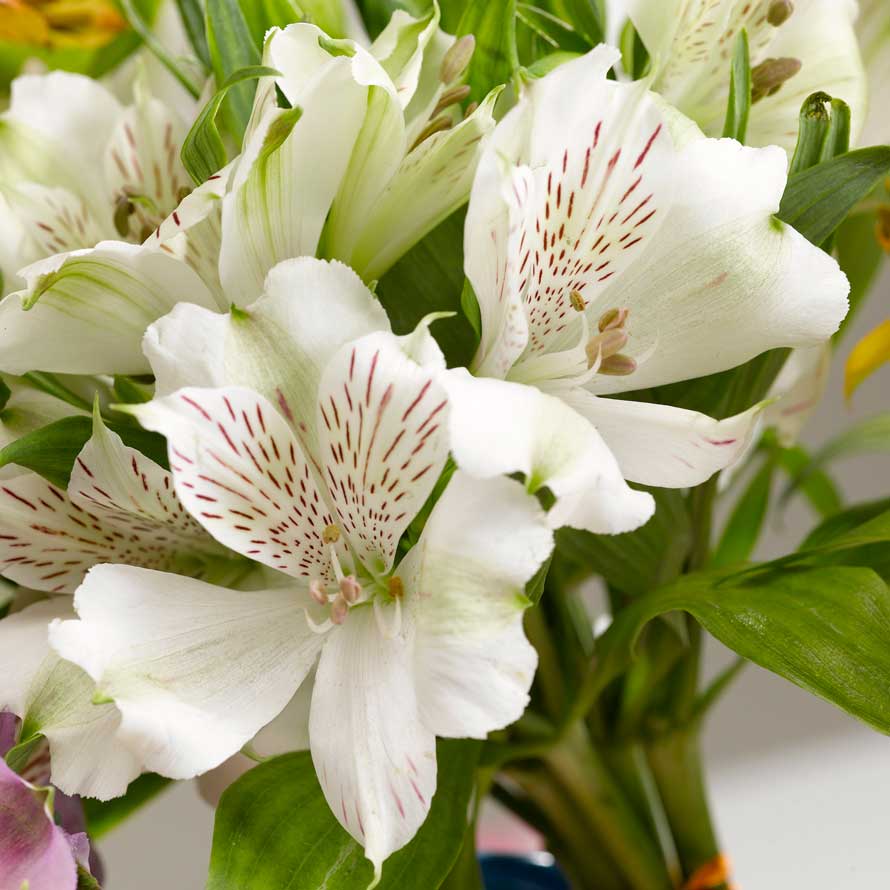 5 flores duraderas para decorar tu casa | Blog Bourguignon