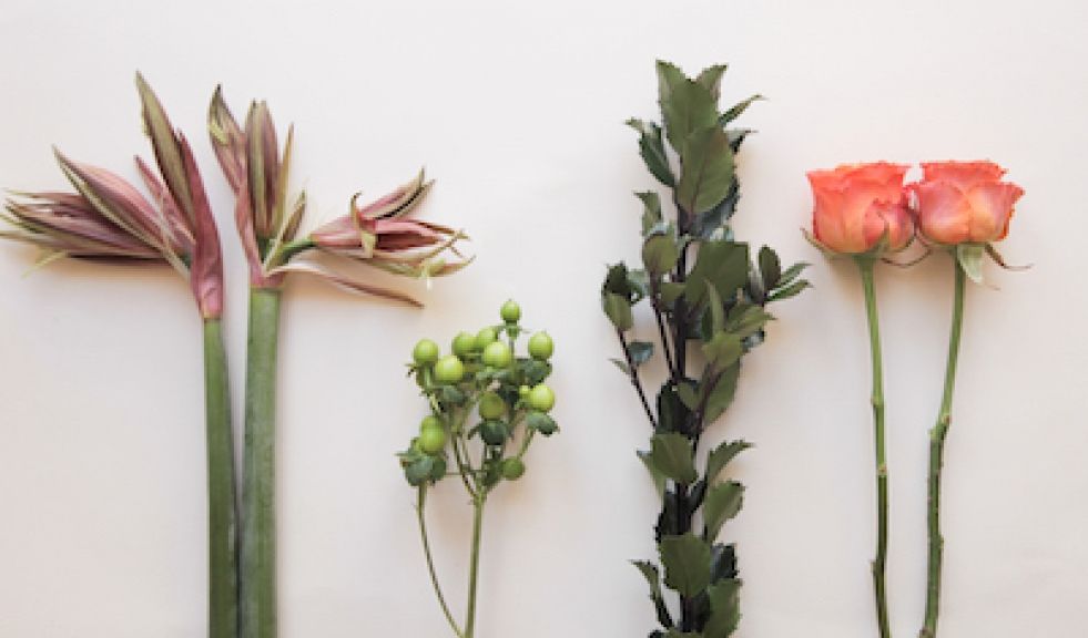 blooms week 49 flowers