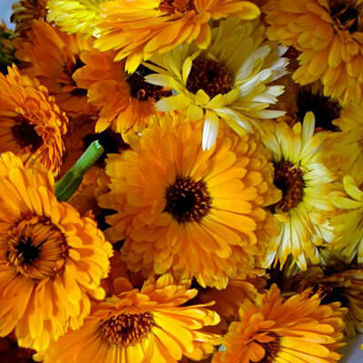 flores amarillas que huelen a limonero