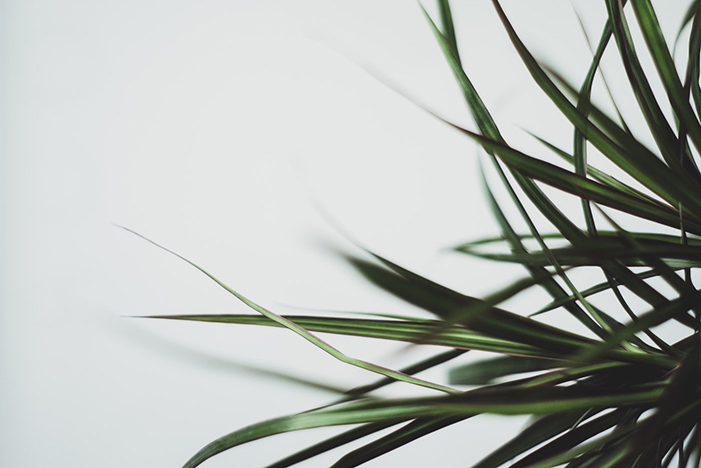 detalle de las puntas de malamadre