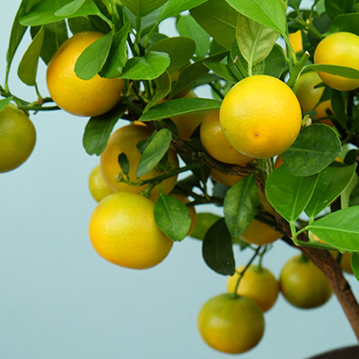 detalle de un naranjo con pequeñas naranjas