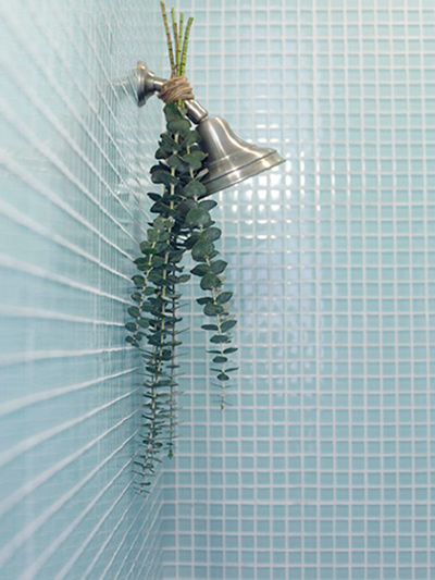 eucalipto baby blue colgando desde la ducha