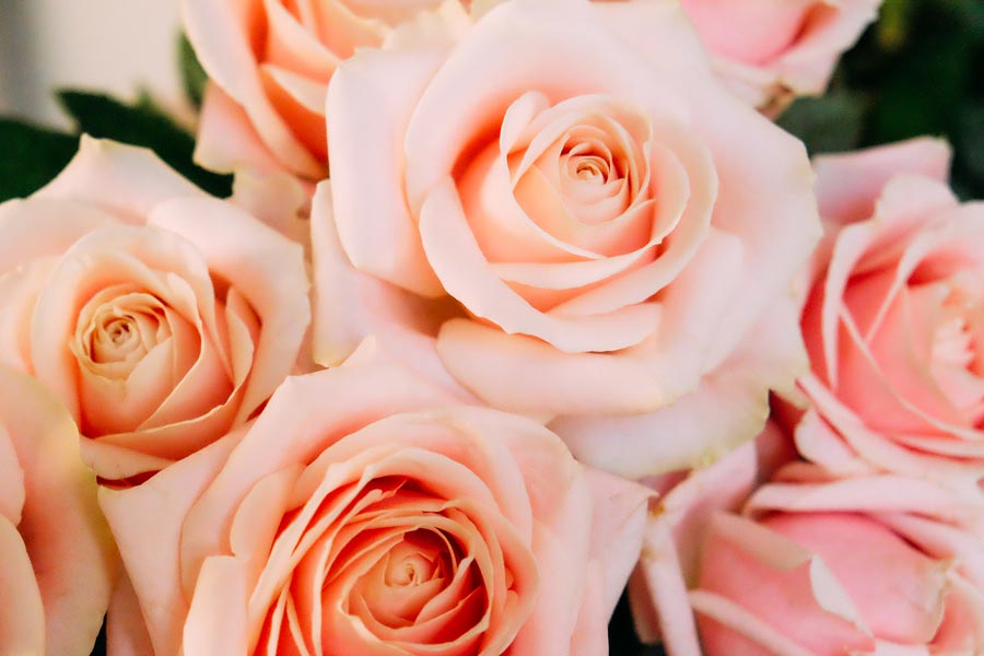 detalle de los petales de una rosa abierta de sweet avalanche