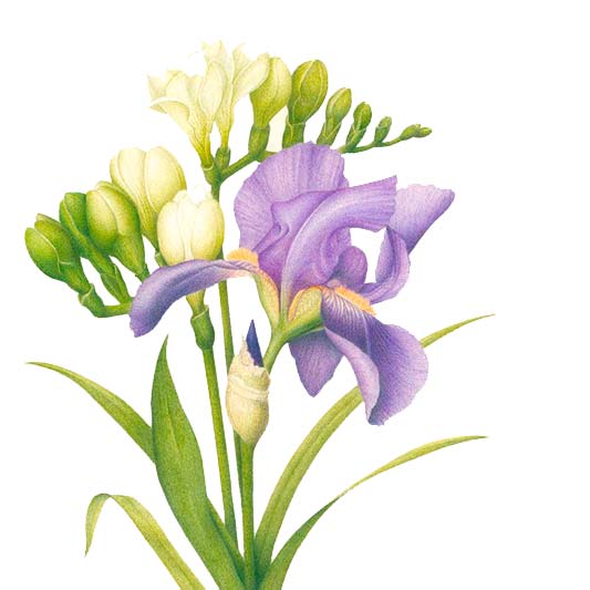 flores de freesia blanca con una flor de iris morada