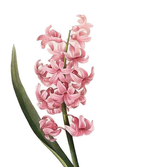 10 flores con la mejor fragancia | Blog Bourguignon