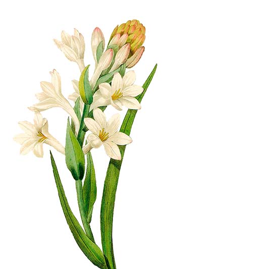 dibujo de un nardo blanco en flor