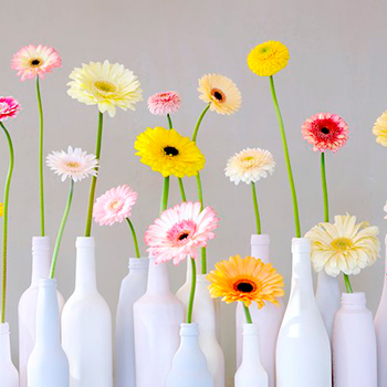 varias gerberas de diferentes colores colocados en jarrones blancos