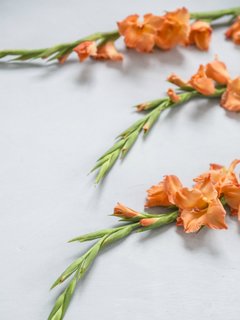 gladiola naranja en un fondo blanco