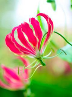 flores de gloriosa rothchildiana con pollen