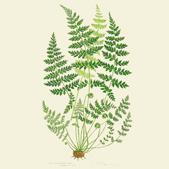 dibujo de diferentes tipos de variedades de hojas de helecho