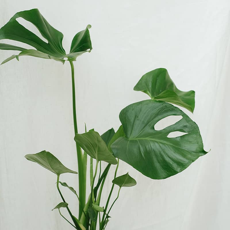 monstera