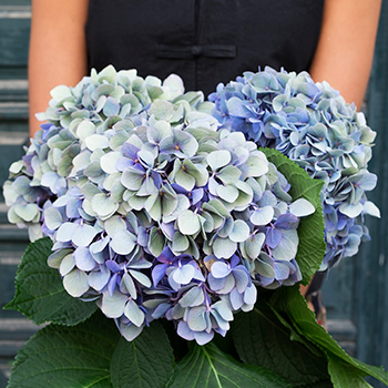 una chica con hortensias de color azul envejecido
