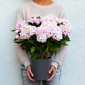 una chica sujetando una planta de hortensia rosa en una ceramica