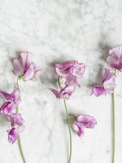 flor de guisante moroada en un fondo de marmol