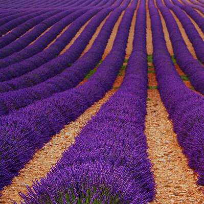 detalle de un cultivo de lavandas en francia