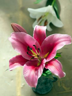 lilium rosa abierta mirando hacia arriba