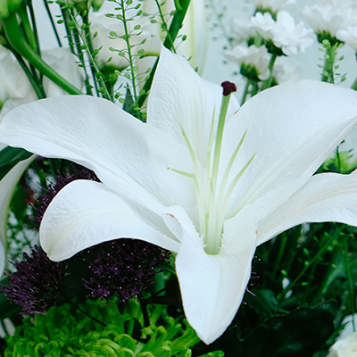 detalle de un lilium blanco abierto con crisantemos
