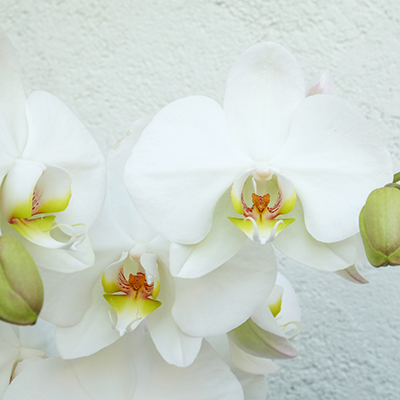 detalle de una phalaenopsis blanca con detalles amarillos