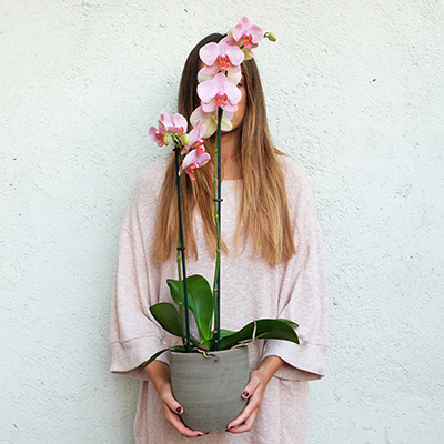 orquidea phalaenopsis rosa en una ceramica gris