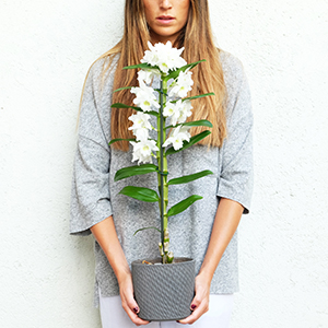 mujer con una orquidea de dendrobium blanca en maceta gris