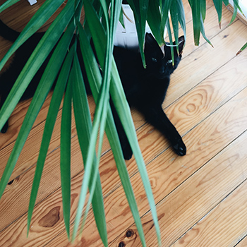 detalle de las puntas de una palmera con un gato negro