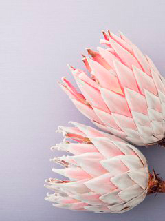 dos proteas king encima de una mesa