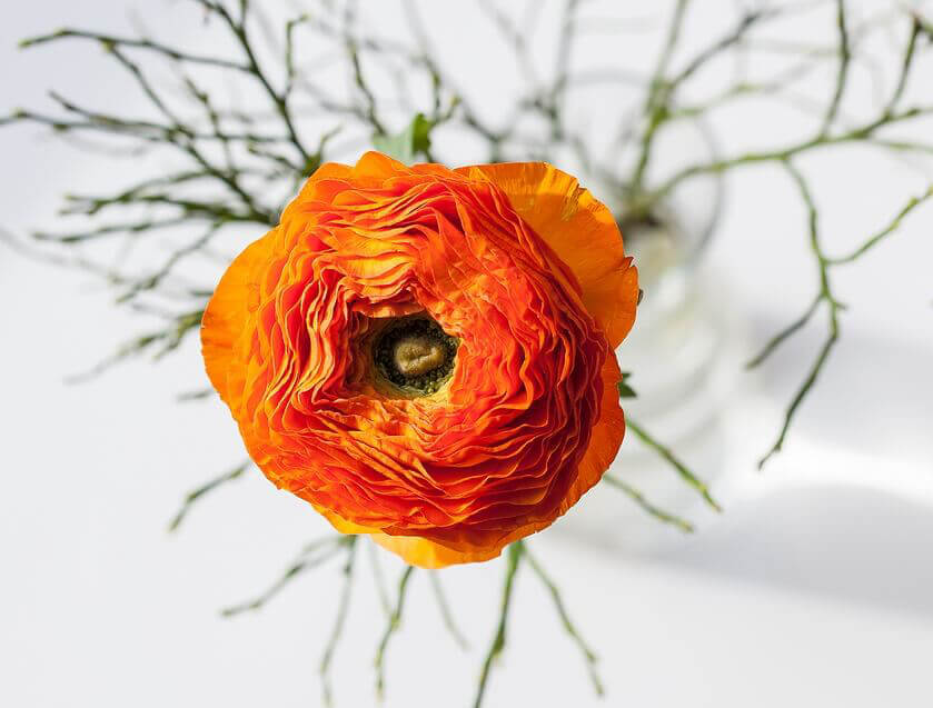 ranúnculo naranja con rama de adorno