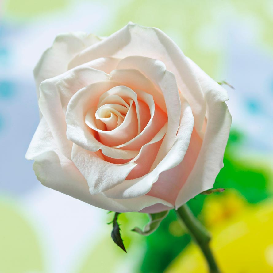 un tallo de una rosa de color rosa sweet avalanche