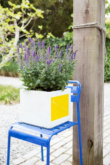planta de lavanda en una maceta blanca