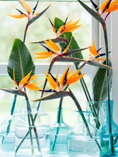 tallos de strelitzias en jarrones de cristal