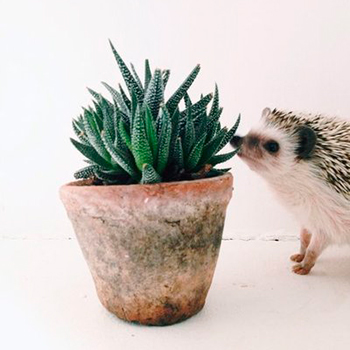 planta de suculenta con maceta de tierra con un erizo