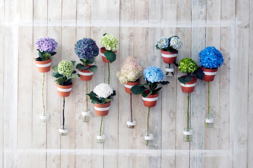 varias hortensias de diferentes colores en colgadas