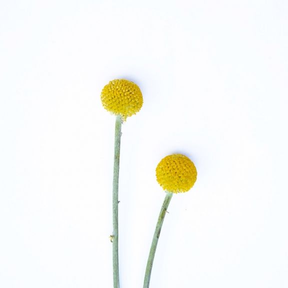 weekly blooms 13 craspedia