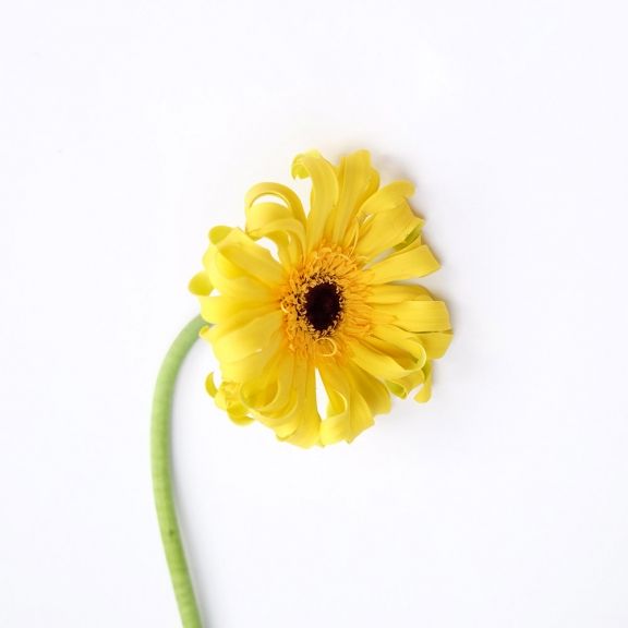 weekly blooms 13 gerbera