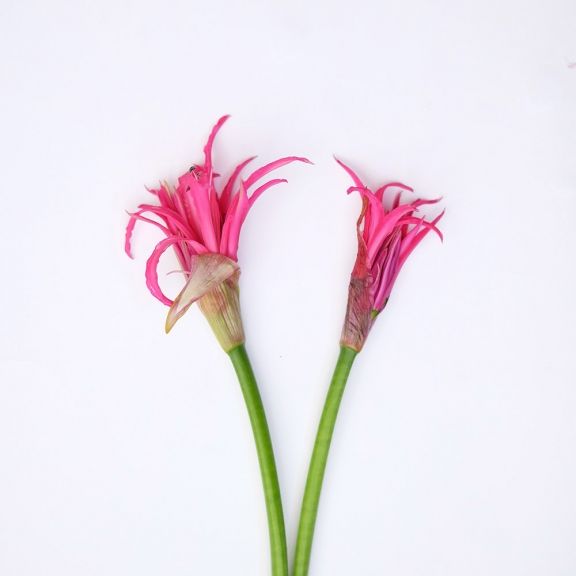 weekly blooms nerine